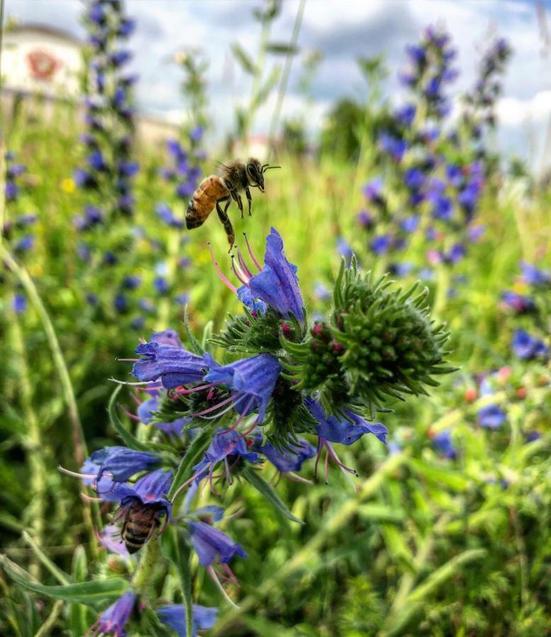 Apartmán Hisa Krivopeta Kobarid Exteriér fotografie